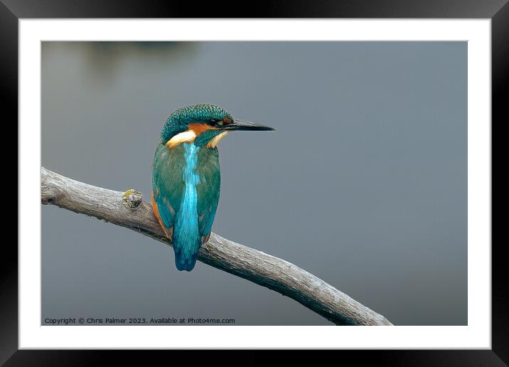 Kingfisher Framed Mounted Print by Chris Palmer
