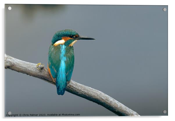 Kingfisher Acrylic by Chris Palmer