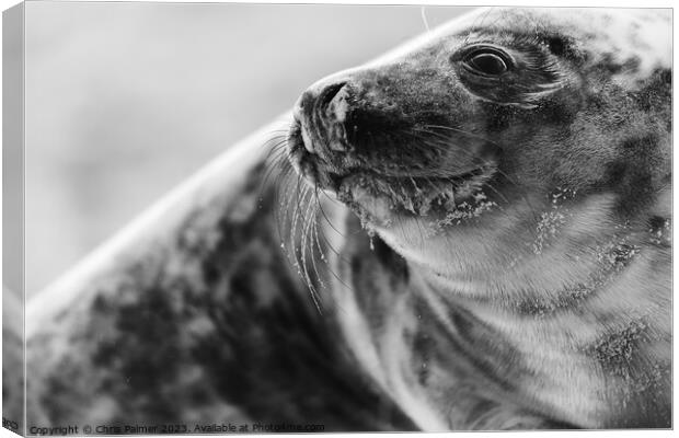 Seal on a norfolk beach Canvas Print by Chris Palmer