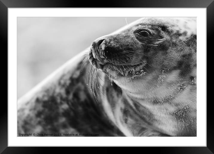 Seal on a norfolk beach Framed Mounted Print by Chris Palmer