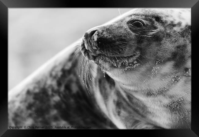 Seal on a norfolk beach Framed Print by Chris Palmer