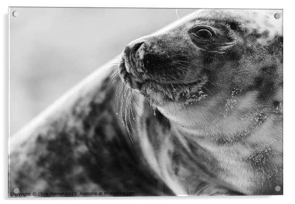 Seal on a norfolk beach Acrylic by Chris Palmer