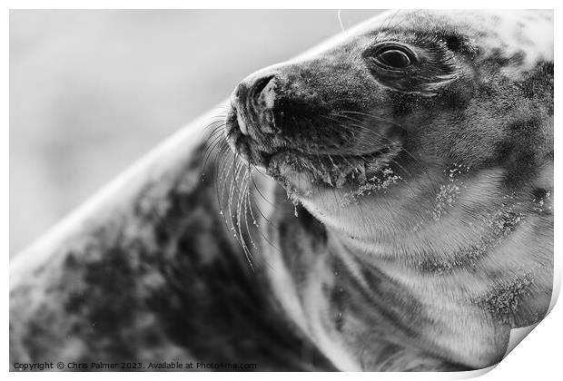 Seal on a norfolk beach Print by Chris Palmer