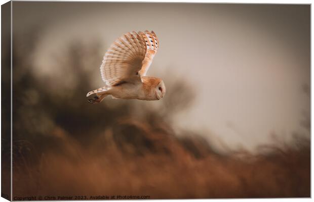 Barn owl in flight Canvas Print by Chris Palmer