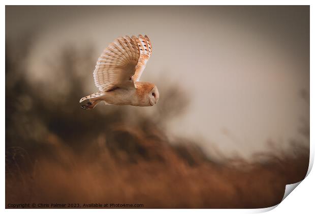 Barn owl in flight Print by Chris Palmer