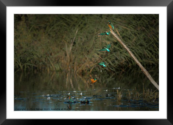 Kingfisher composite Framed Mounted Print by Chris Palmer