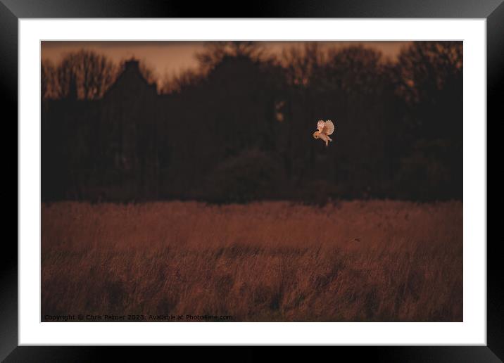 Barn owl Framed Mounted Print by Chris Palmer