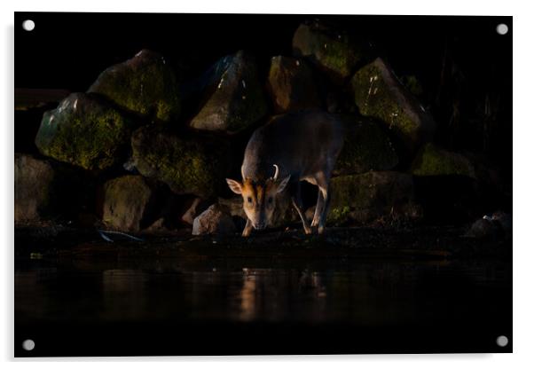 Deer drinking  Acrylic by Chris Palmer