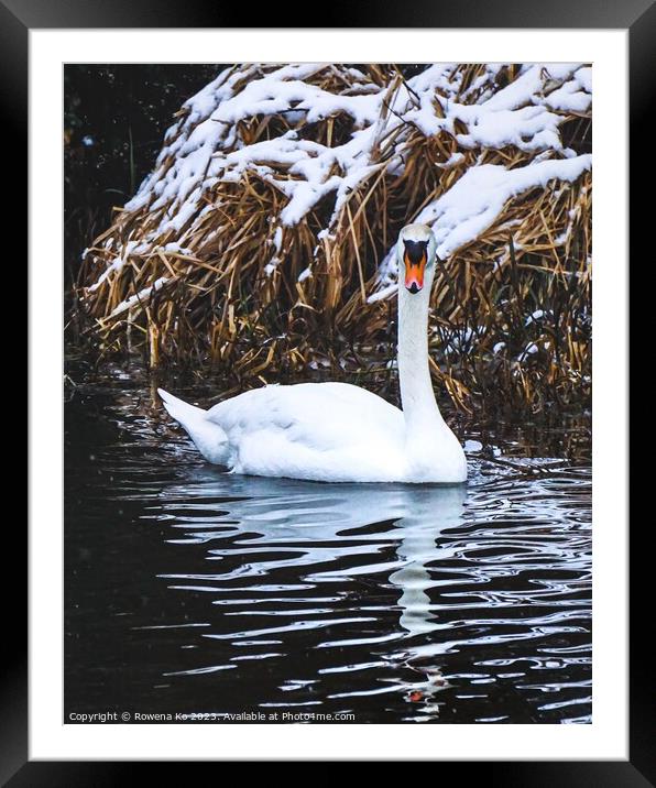 Majestic male swan in snow  Framed Mounted Print by Rowena Ko