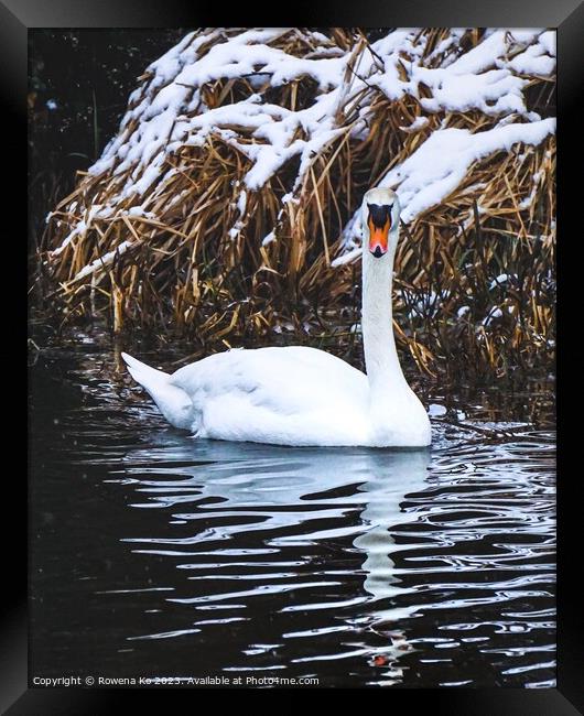 Majestic male swan in snow  Framed Print by Rowena Ko