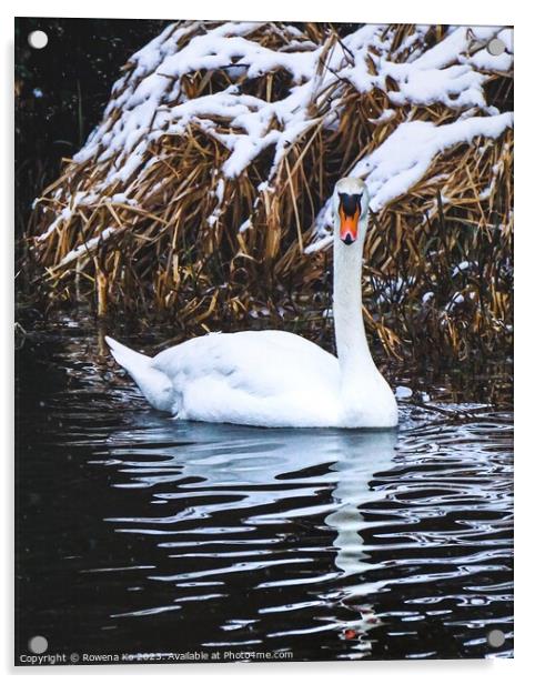 Majestic male swan in snow  Acrylic by Rowena Ko