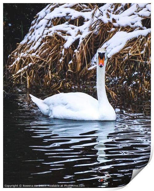Majestic male swan in snow  Print by Rowena Ko