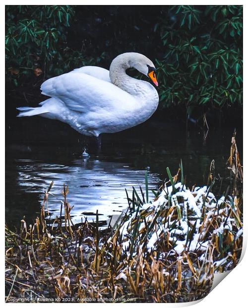 A female swan in snow  Print by Rowena Ko