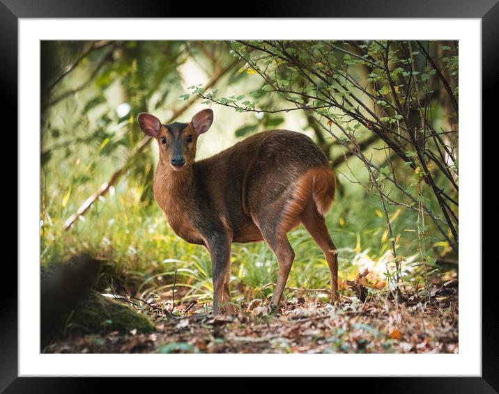 The female Muntjac Deer deep in the bush trying to remain unseen Framed Mounted Print by Martyn Large