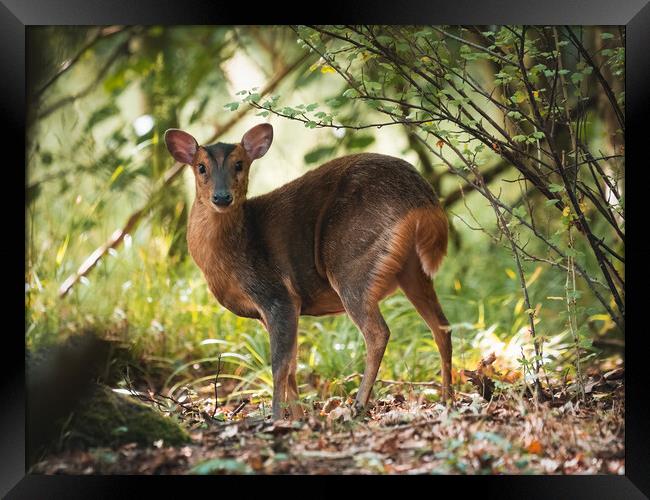 The female Muntjac Deer deep in the bush trying to remain unseen Framed Print by Martyn Large
