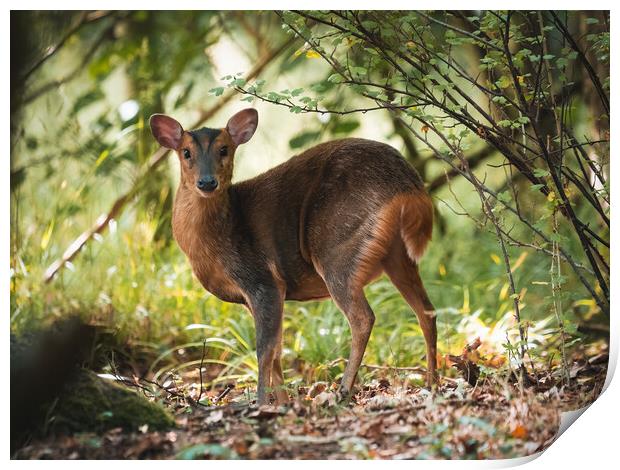 The female Muntjac Deer deep in the bush trying to remain unseen Print by Martyn Large