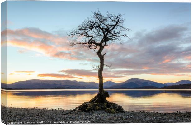 The tree at Milarrochy Bay, Loch Lomond, Scotland Canvas Print by Fraser Duff