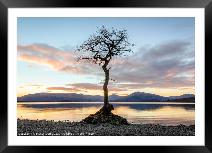 The tree at Milarrochy Bay, Loch Lomond, Scotland Framed Mounted Print by Fraser Duff