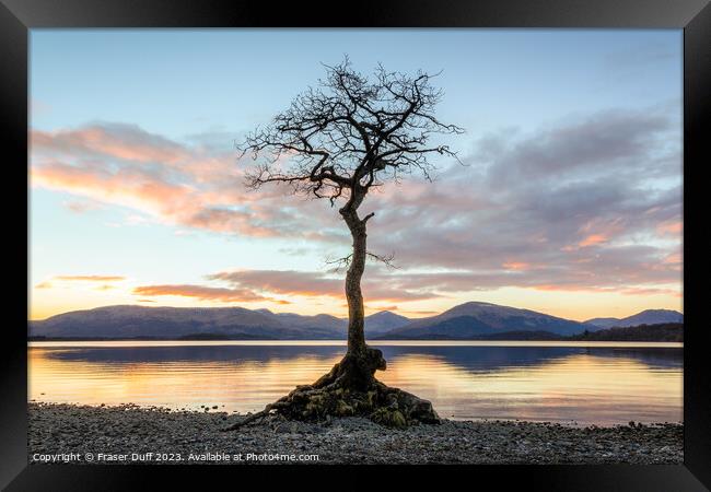 The tree at Milarrochy Bay, Loch Lomond, Scotland Framed Print by Fraser Duff
