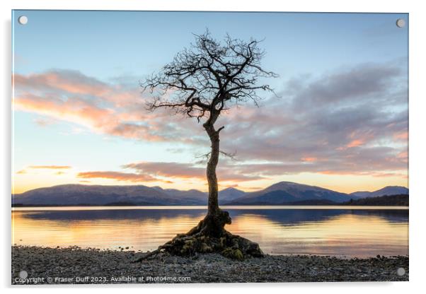 The tree at Milarrochy Bay, Loch Lomond, Scotland Acrylic by Fraser Duff