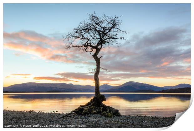 The tree at Milarrochy Bay, Loch Lomond, Scotland Print by Fraser Duff