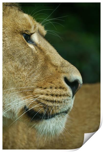Lioness Portrait Print by rawshutterbug 