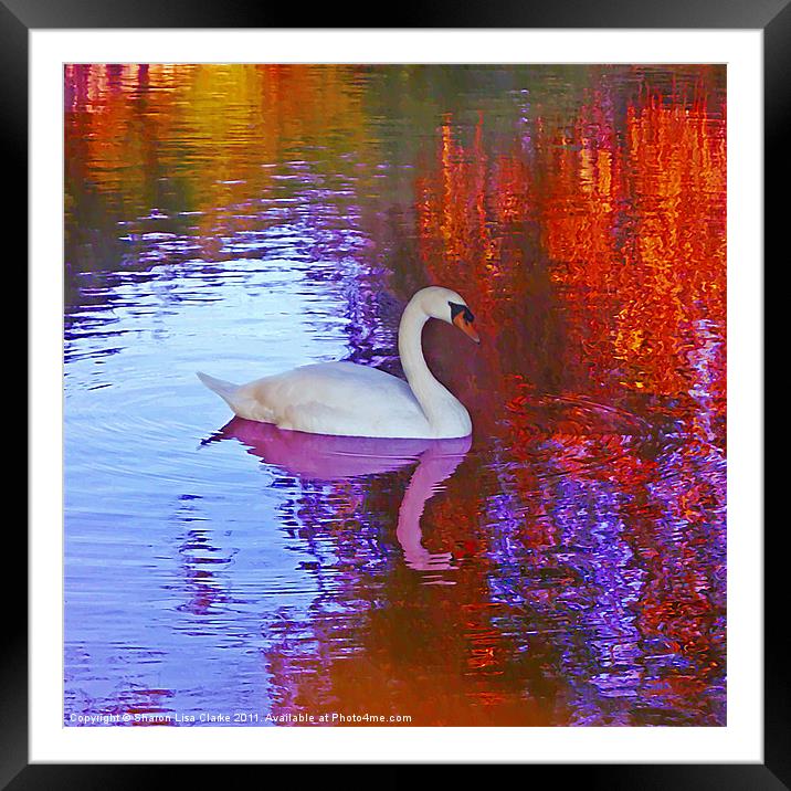 Swan song Framed Mounted Print by Sharon Lisa Clarke