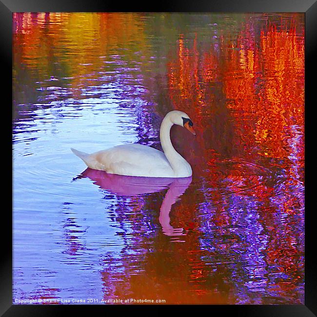 Swan song Framed Print by Sharon Lisa Clarke