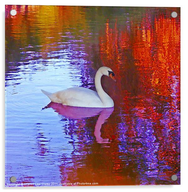Swan song Acrylic by Sharon Lisa Clarke