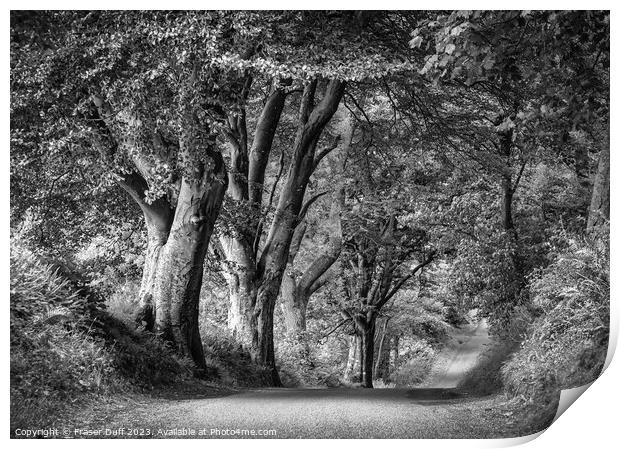 Woodland Roadway in Monochrome, Gelston, Dumfries  Print by Fraser Duff