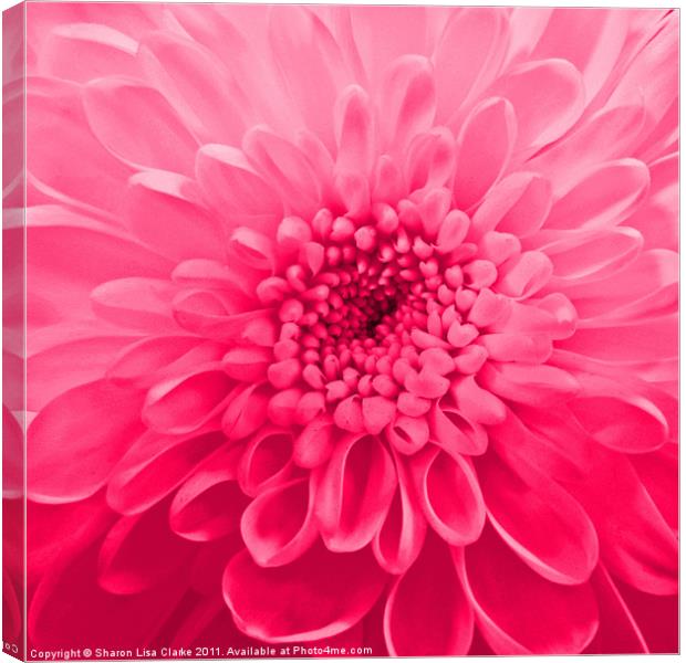 Chrysanthemum Canvas Print by Sharon Lisa Clarke