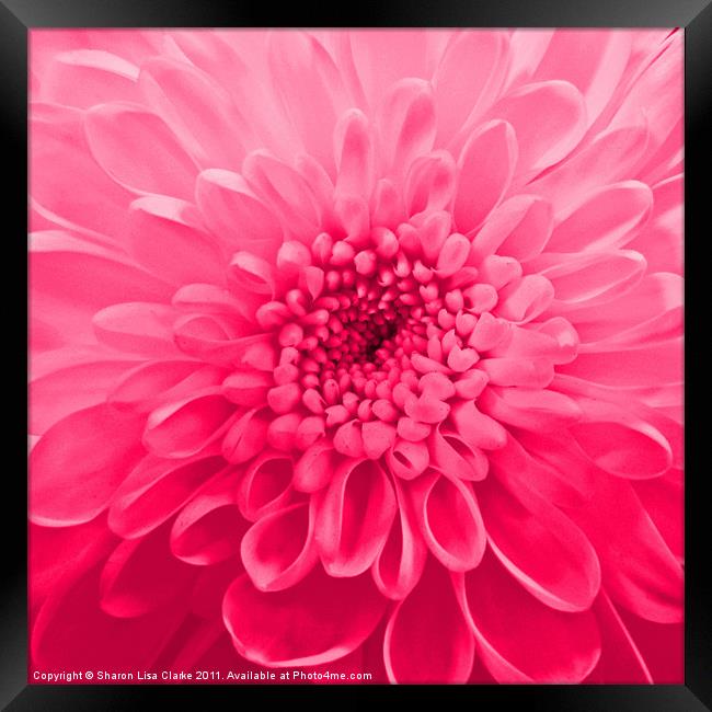 Chrysanthemum Framed Print by Sharon Lisa Clarke
