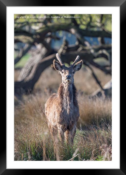 Young stag deer watching me watching him Framed Mounted Print by Kevin White