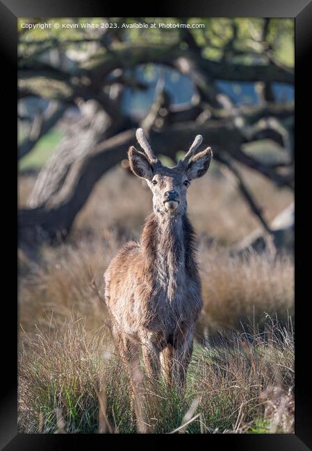 Young stag deer watching me watching him Framed Print by Kevin White