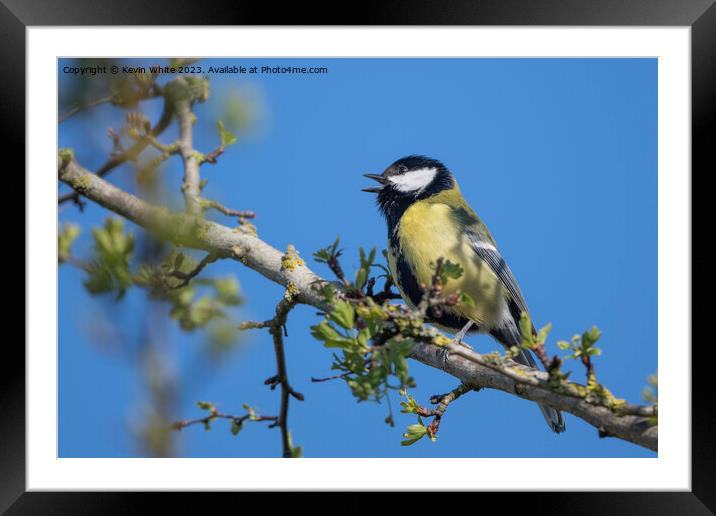Great tit singing in the  spring Framed Mounted Print by Kevin White