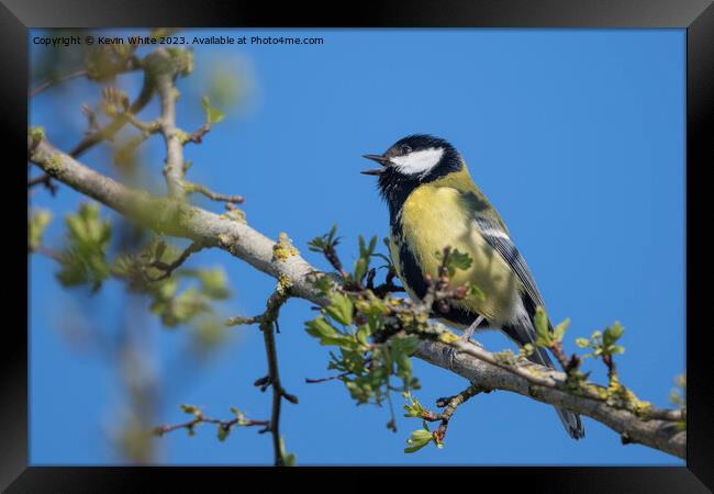Great tit singing in the  spring Framed Print by Kevin White