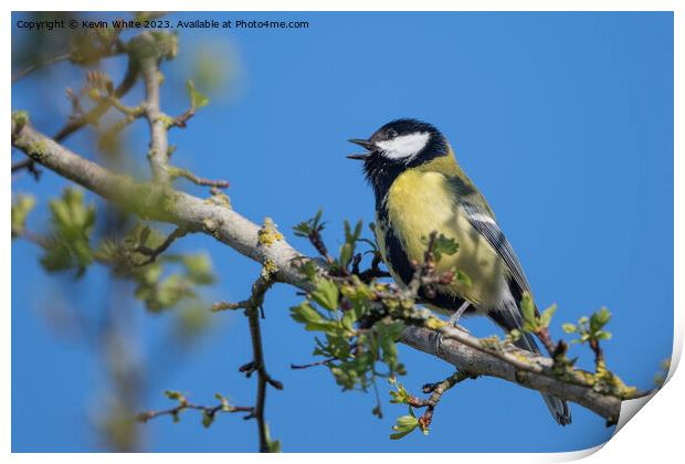 Great tit singing in the  spring Print by Kevin White