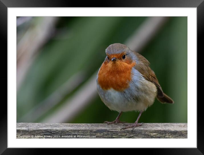 Portrait of a Robin Framed Mounted Print by Adrian Rowley