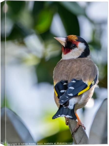 The Goldfinch Canvas Print by Adrian Rowley