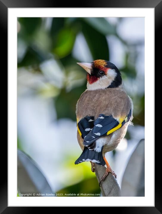 The Goldfinch Framed Mounted Print by Adrian Rowley