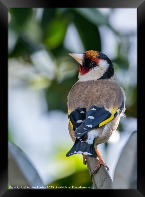 The Goldfinch Framed Print by Adrian Rowley