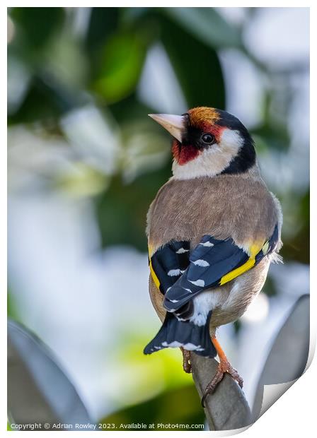 The Goldfinch Print by Adrian Rowley