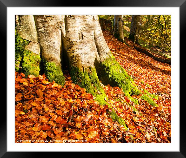 Autumns Colours Framed Mounted Print by Ian Collins