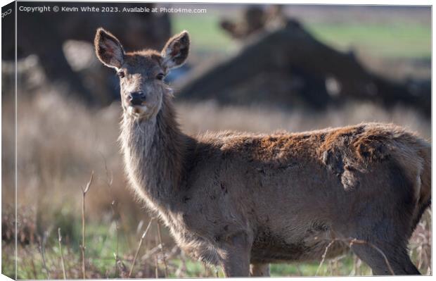 Deer shedding her winter coat Canvas Print by Kevin White