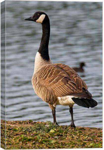 Canada Goose Looking Proud Canvas Print by Martyn Arnold