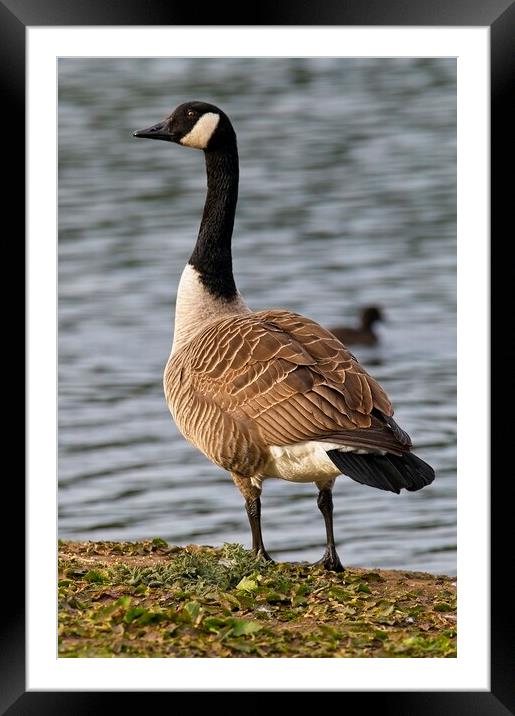 Canada Goose Looking Proud Framed Mounted Print by Martyn Arnold