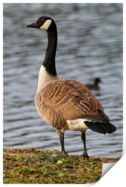 Canada Goose Looking Proud Print by Martyn Arnold