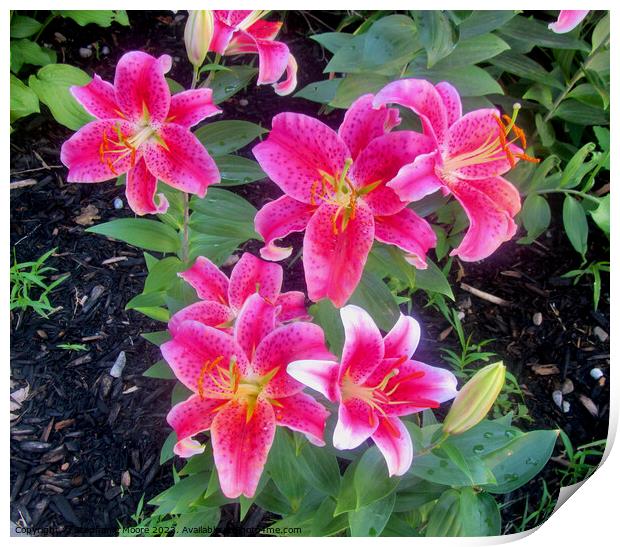 Stargazer Lilies Print by Stephanie Moore