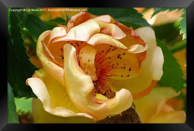 Pure Gold Framed Print by Liz Ward