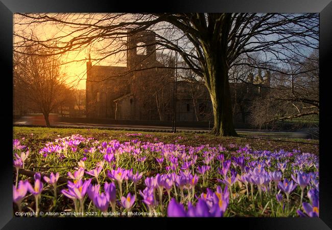 Kirkstall Abbey Crocuses Framed Print by Alison Chambers